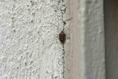 Bayburt’ta kokarca böceği görüldü