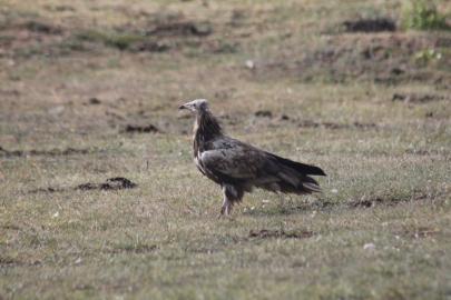 Bayburt’ta nesli tehlike altında olan Mısır Akbabası görüldü