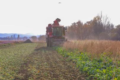 Bayburt’un Çiftetaş köyünde şeker pancarı hasadına başlandı