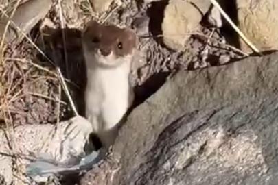 Beyaz gelincik şehir merkezinde görüntülendi