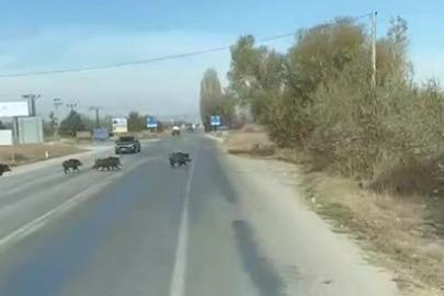 Beyşehir’de kara yoluna çıkan yaban domuzu sürüsü böyle görüntülendi