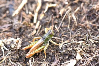 Bilim insanları yeni bir çekirge cinsi keşfetti