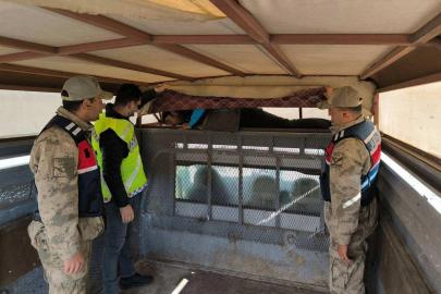 Bir ay içinde 28 düzensiz göçmen yakalandı