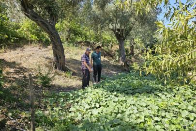 Bodrum’da zeytin hasadı başladı