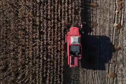 Bolu’da dane mısır hasadı başladı