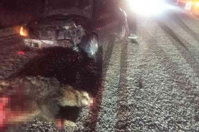 Bolu’da domuza çarpan otomobil hurdaya döndü: 1 yaralı