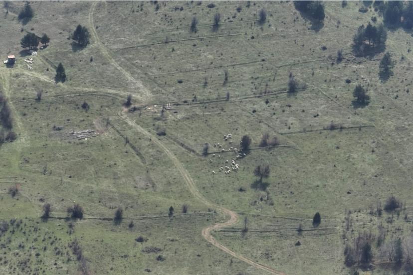 Bolu’da kayıp hayvanlar dronla bulundu