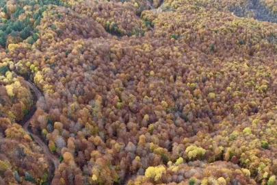 Bolu’da ormanlık alanlarda sonbahar güzelliği