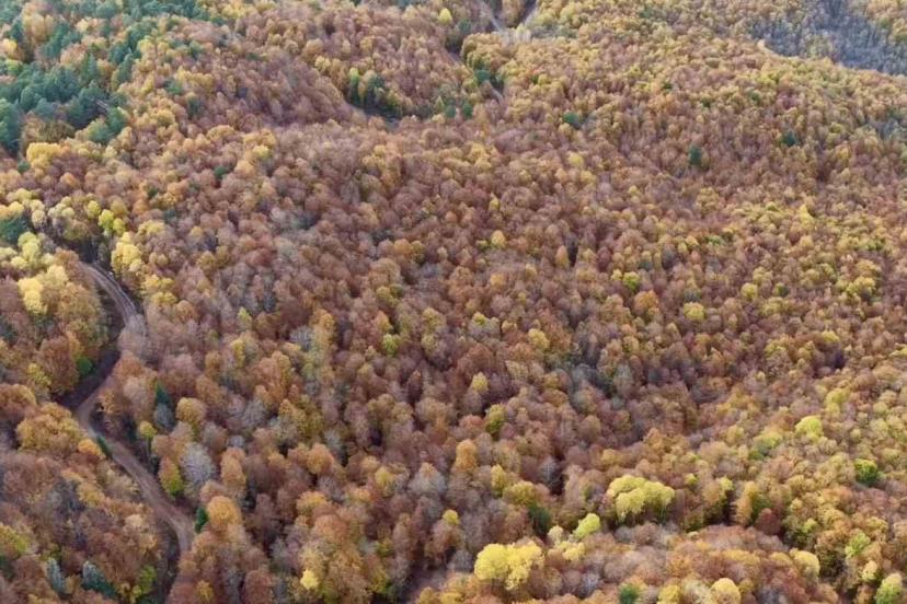 Bolu’da ormanlık alanlarda sonbahar güzelliği
