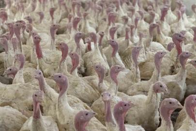 Bolu’da üreticilere "kuş gribi" uyarısı