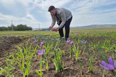 Bu baharatın kilosu 600 bin TL: Topraktan servet fışkırıyor