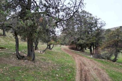 Bu ormana asırlardır balta girmiyor, kuruyup yıkılan ağaçlarda ormanda bırakılıyor