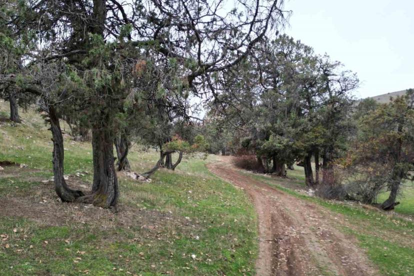 Bu ormana asırlardır balta girmiyor, kuruyup yıkılan ağaçlarda ormanda bırakılıyor