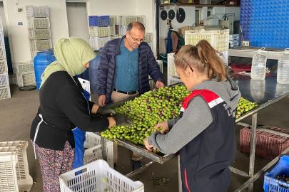 Buharkent’te zeytin rekoltesi ve kalite kontrol çalışmaları sürüyor