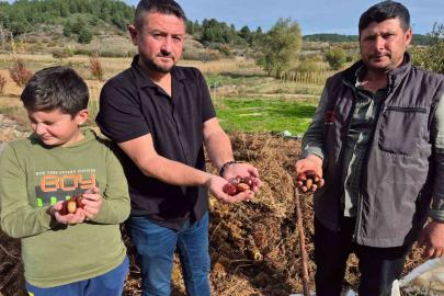 Buldan’ın tescilli kestanesinde hasat zamanı