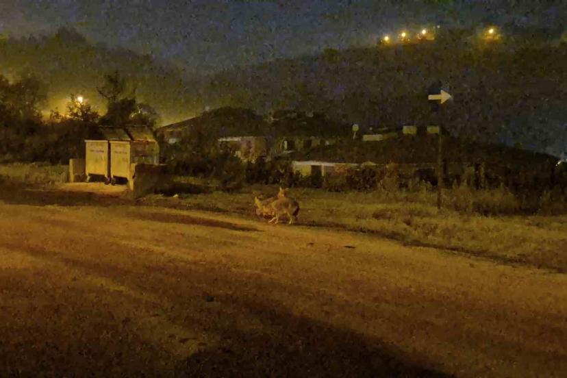 Çakallar Bartın şehir merkezini mesken tuttu