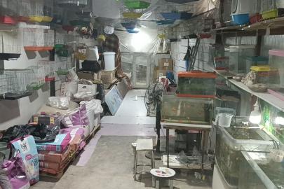 Camı kırıp 9 papağan çaldılar