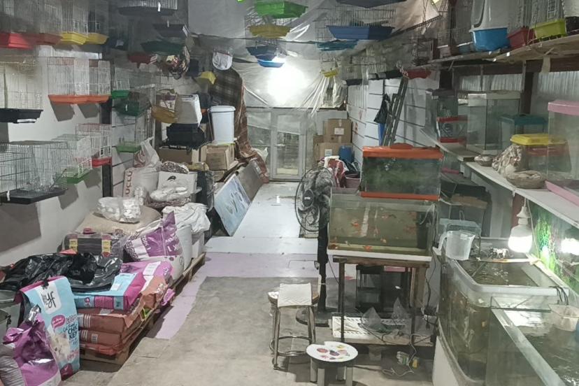 Camı kırıp 9 papağan çaldılar