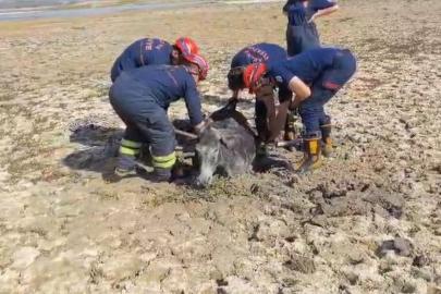 Çamura saplanan eşeği itfaiye ekipleri kurtardı