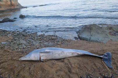 Çanakkale’de ölü yunus balığı sahile vurdu