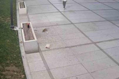 Çekirdek keyfi pahalıya patladı