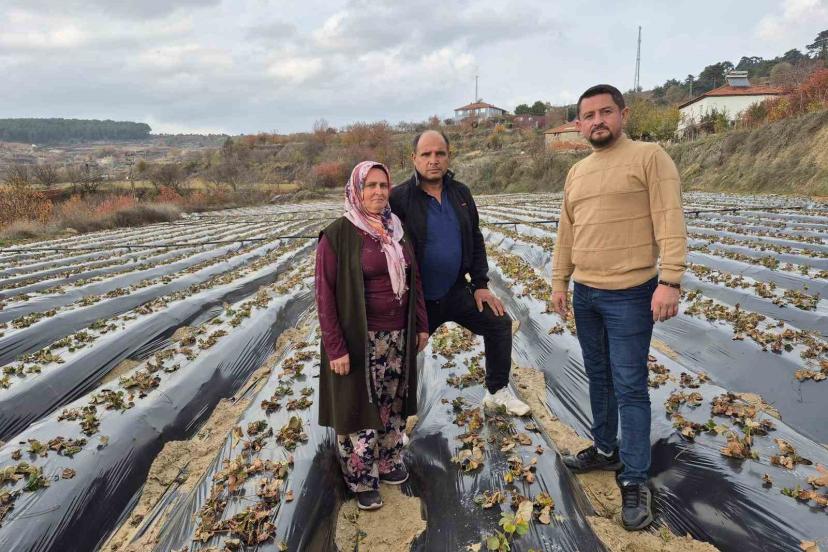 Çilek üreticilerinin tarlada hummalı çalışması devam ediyor