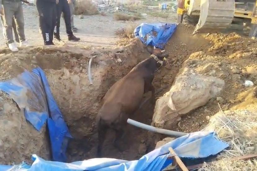 Çukura düşen büyükbaşı itfaiye kurtardı