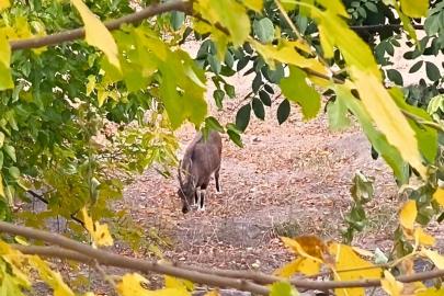 Dağ keçileri sonbahara renk kattı: Tunceli’de görsel şölen