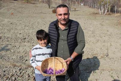 Denemek için ekti, 250 metrekarelik tarlasında dünyanın en pahalı baharatını yetiştirdi