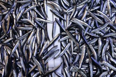 Denizdeki hamsi bolluğu ihracat rakamlarına yansımadı