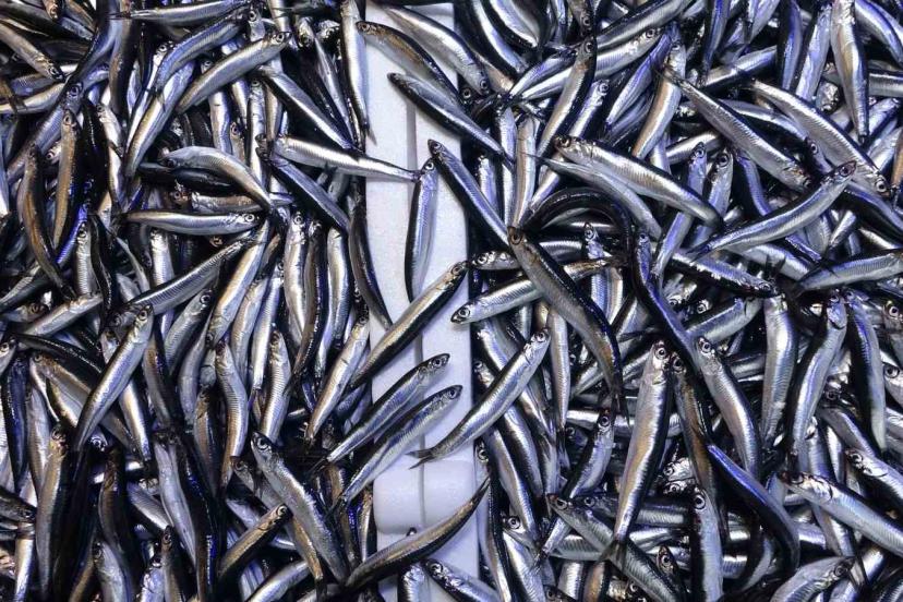 Denizdeki hamsi bolluğu ihracat rakamlarına yansımadı