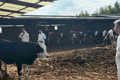 Denizli’de şap hastalığına karşı tedbirler arttırıldı