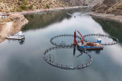Diyarbakır’da 500 ton kapasiteli tesisten dünyaya "Mezopotamya somonu" gönderilecek