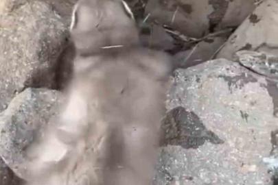 Diyarbakır’da bitkin halde bulunan gelincik, vatandaşlar tarafından görüntülendi