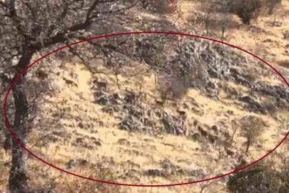 Diyarbakır’da dağ keçileri sürü halinde görüntülendi