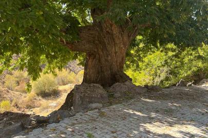 Doğadan ilham alan yarışma
