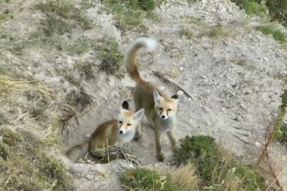 Doğanın sevimli yüzü: Tilki ailesi havadan görüntülendi