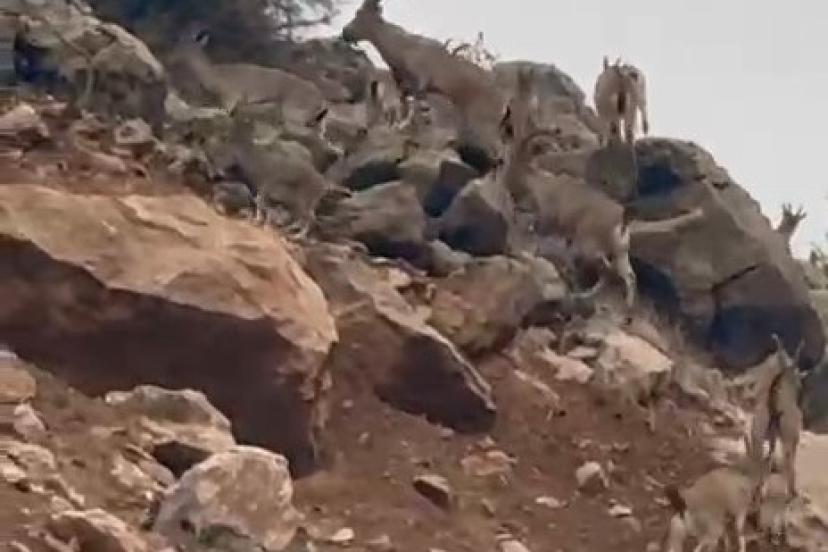 Elazığ’da dağ keçileri sürü halinde görüntülendi