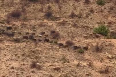 Elazığ’da domuz sürüsü görüntülendi