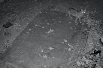 Elazığ’da evin etrafında yiyecek arayan çakal kamerada