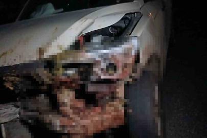 Elazığ’da kamyonet sürüye çarptı: 30 küçükbaş hayvan telef oldu