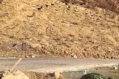 Elazığ’da nesli tükenme tehdidi altında olan dağ keçileri görüldü