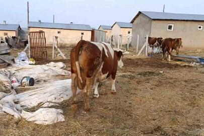 Elazığ’da şap hastalığı ve ölümler üreticiyi zorluyor