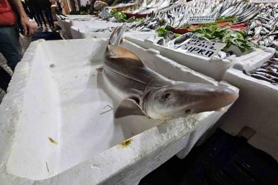 Elazığ’da satışa çıkarılan köpek balığı ilgi odağı oldu
