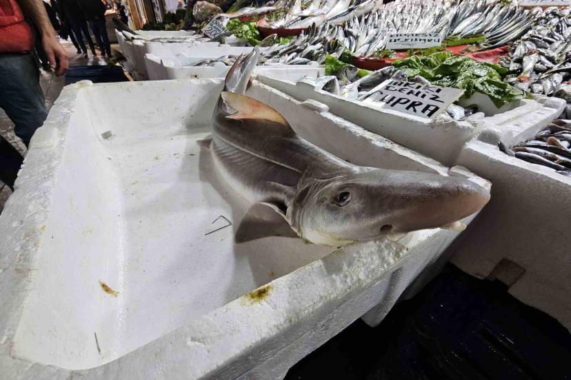 Elazığ’da satışa çıkarılan köpek balığı ilgi odağı oldu