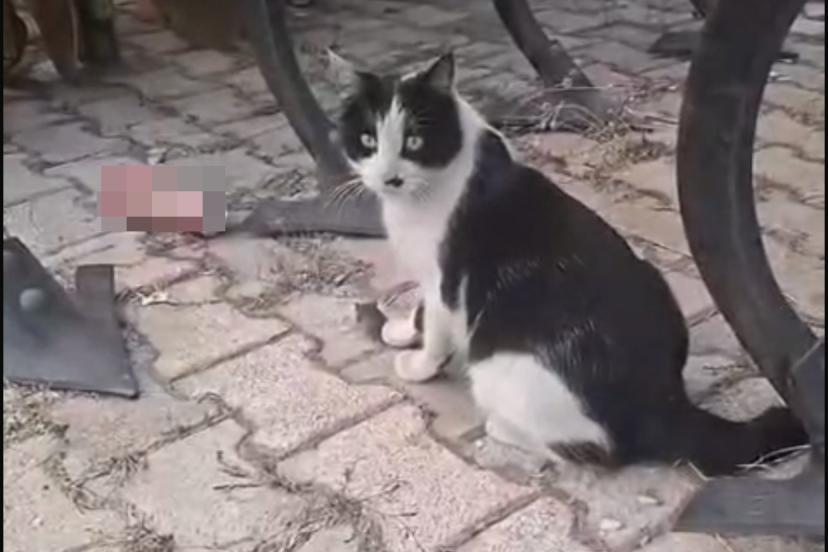 Elazığ’da yakaladığı fareyle oynayan kedi kamerada