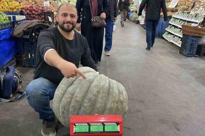 Ele avuca sığmayan 60 kiloluk bal kabağı el arabasıyla taşınıyor