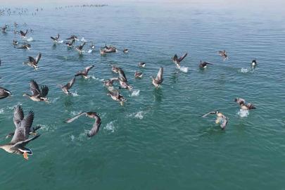 Erçek Gölü’nün yeni misafirleri küçük sakarcalar havadan görüntülendi