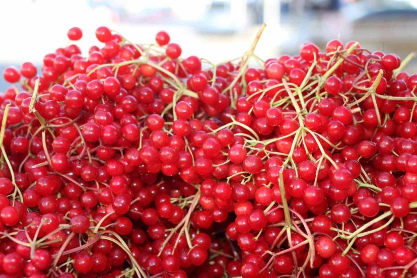 Erzincan’da şifa deposu gilaburuya yoğun ilgi