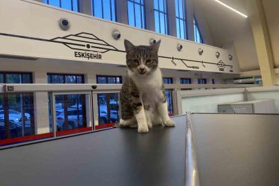 Eskişehir Tren İstasyonu’nun müdavim kedileri